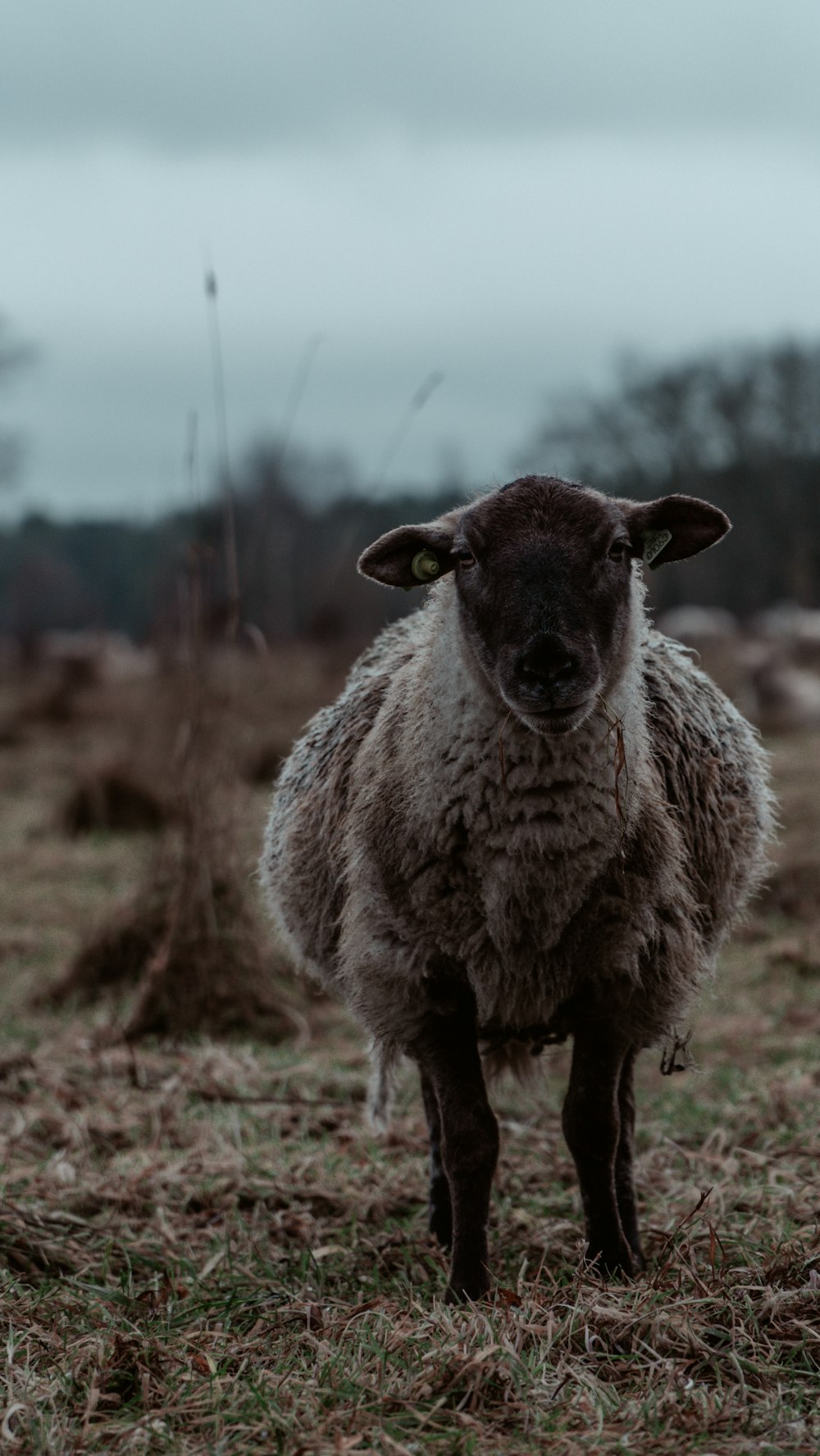 a sheep standing in the middle of a field