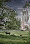 a herd of cattle standing on top of a lush green field