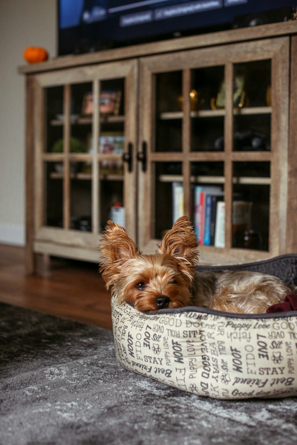 a small brown dog laying in a dog bed