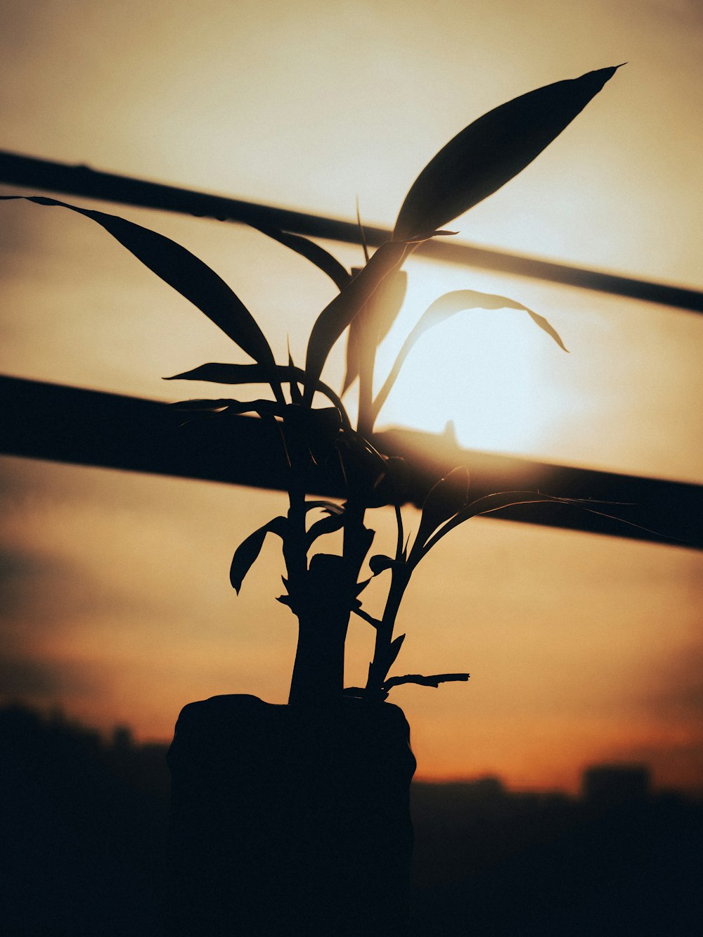 a plant in a vase with the sun in the background