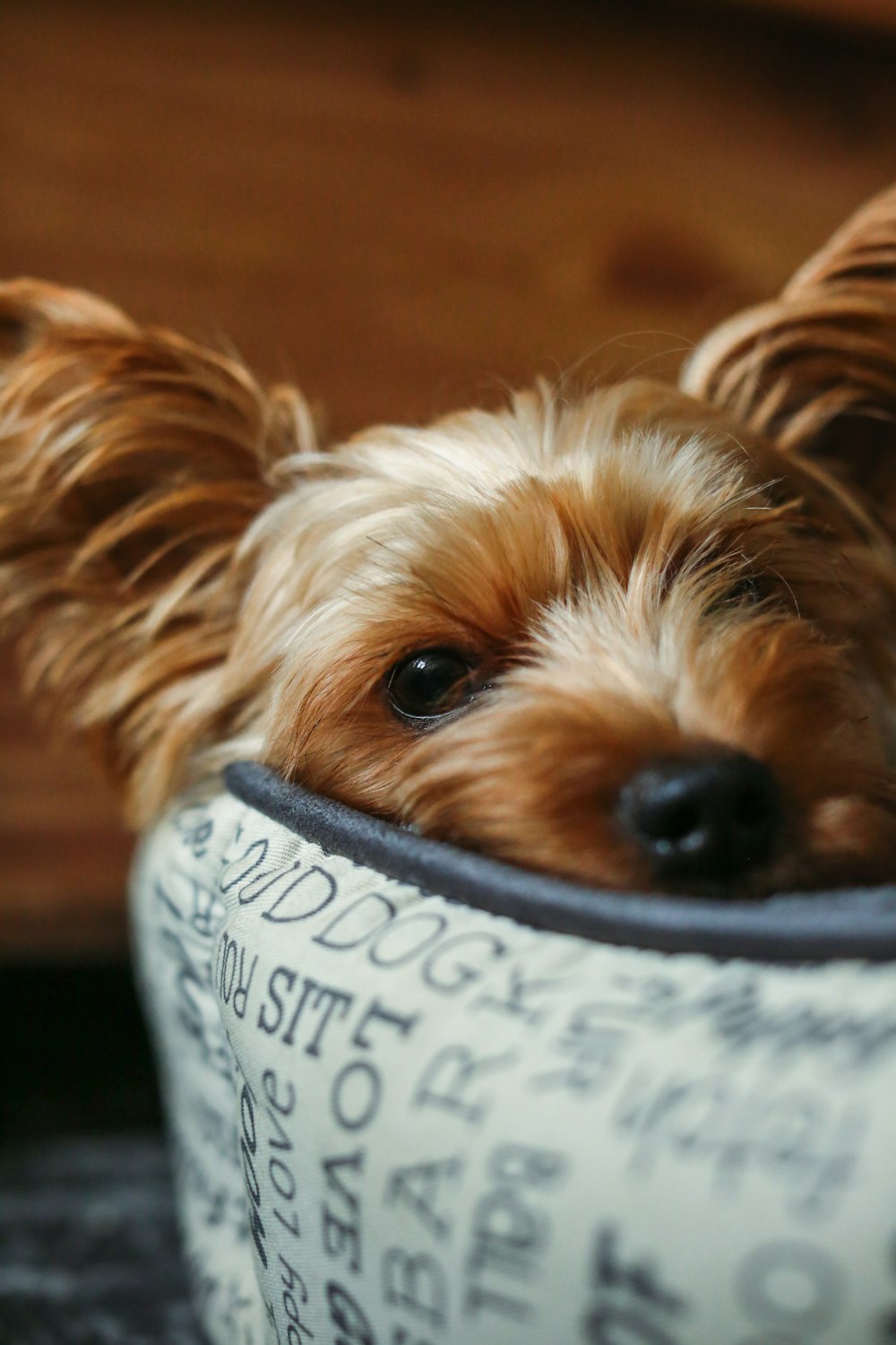 Un piccolo cane marrone che giace in un letto per cani