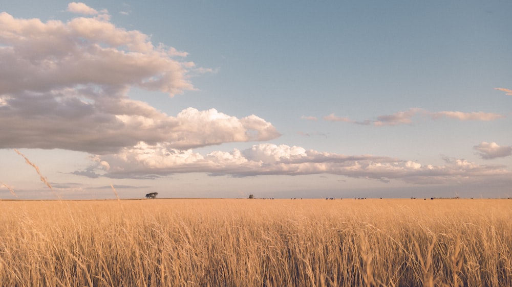 a field of tall grass under a cloudy sky