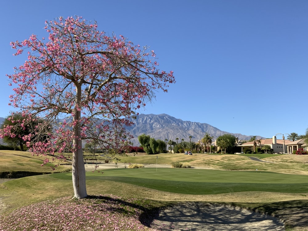 a pink tree in the middle of a golf course