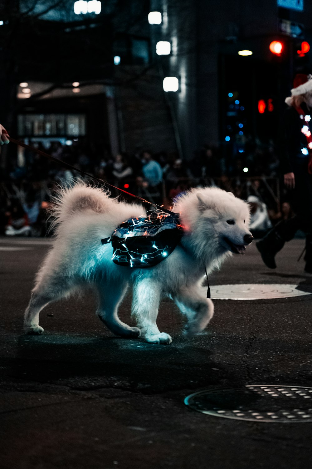 a small white dog walking down a street