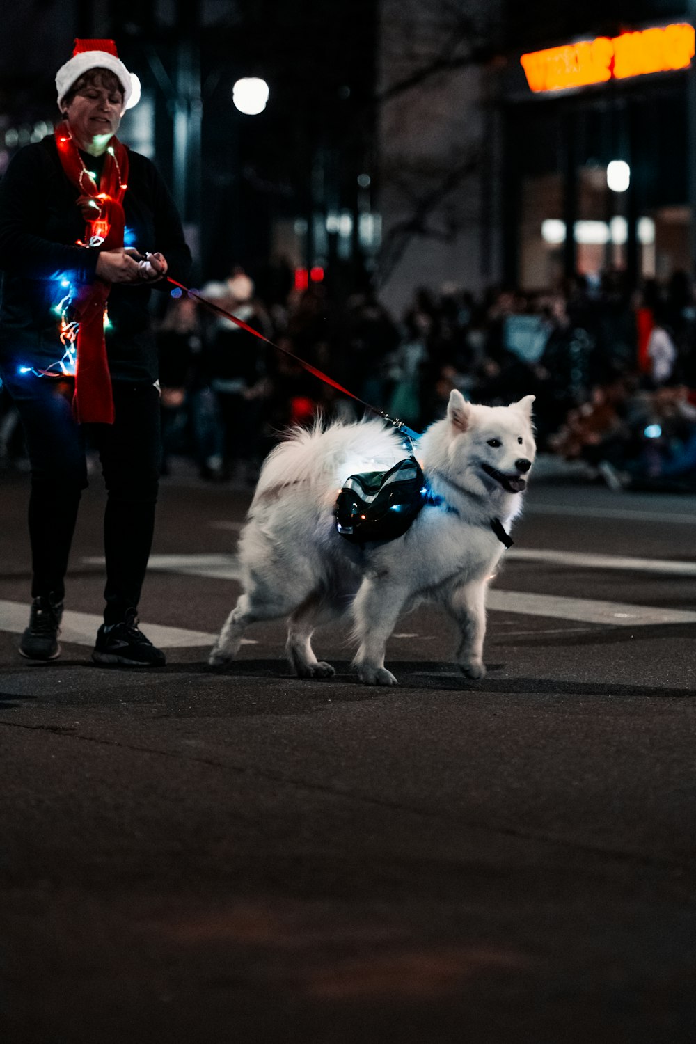 une personne promenant un chien blanc en laisse