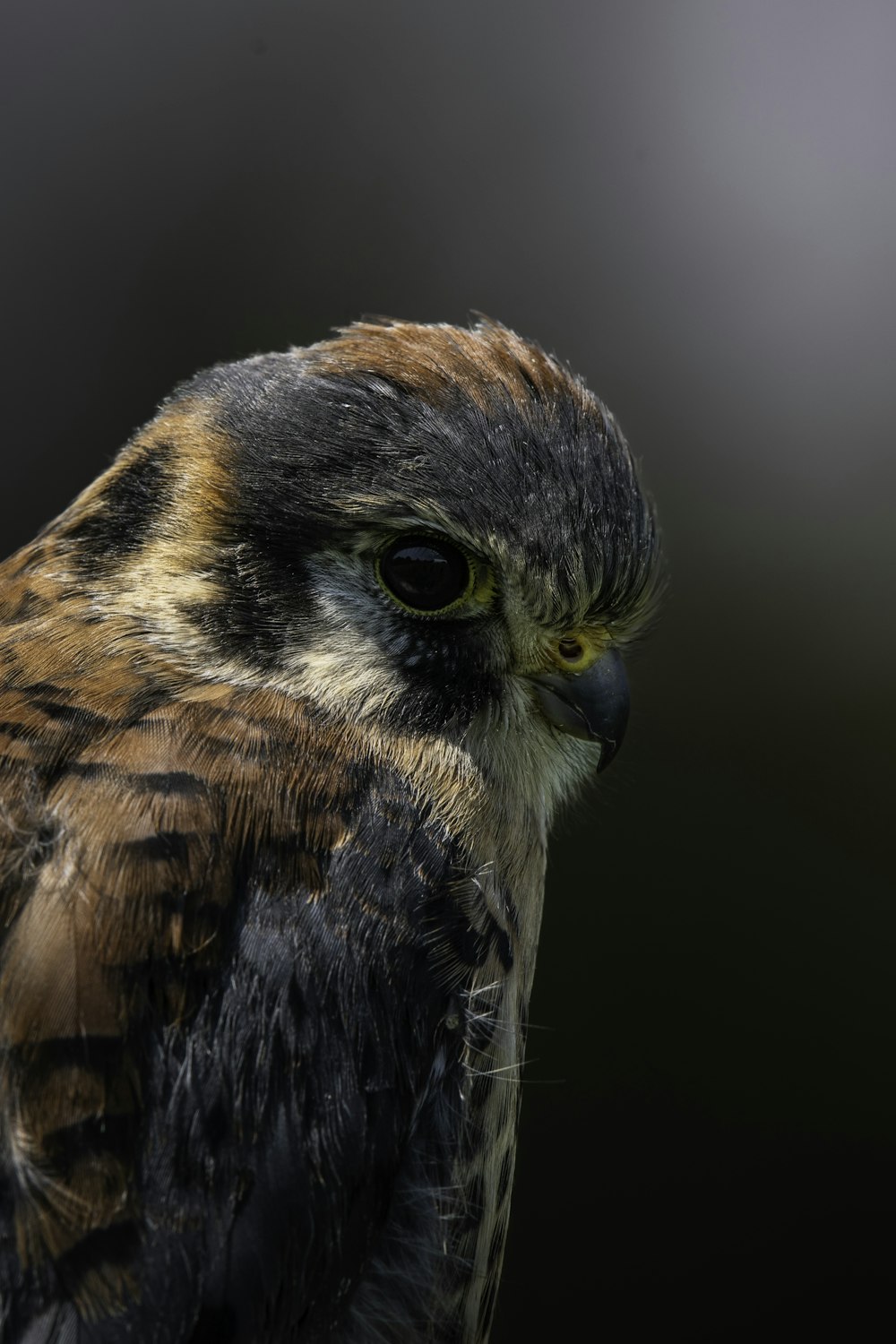 a close up of a bird of prey