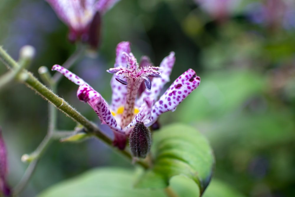 a close up of a flower on a plant