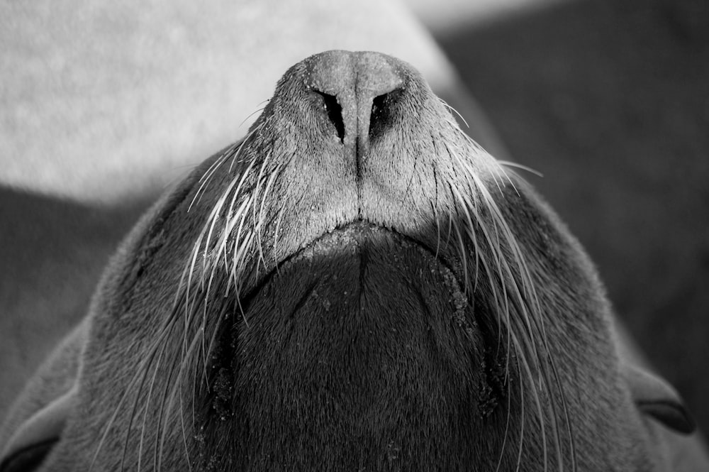 a close up of a dog's nose and nose