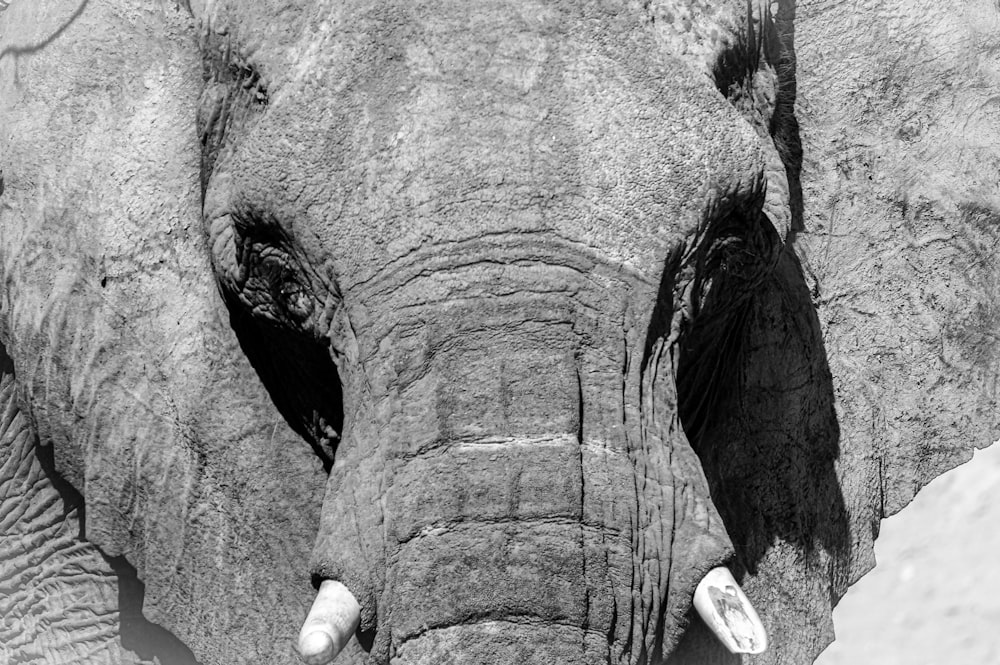 a close up of the face of an elephant