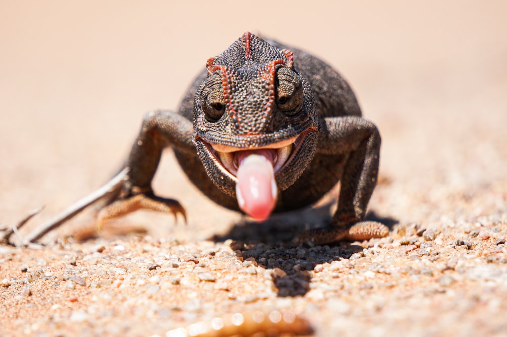 a close up of a lizard with its tongue out