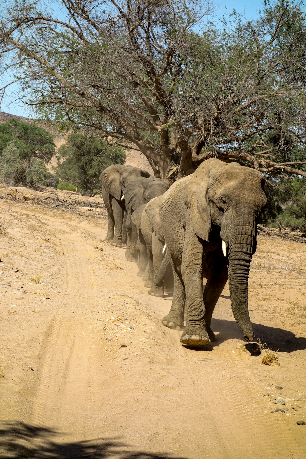 a herd of elephants walking down a dirt road