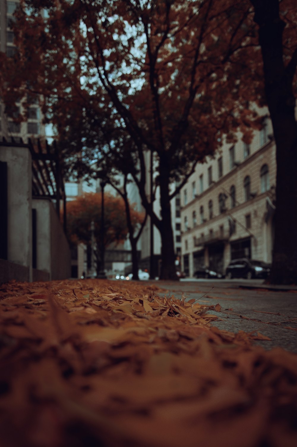 a street scene with focus on the leaves on the ground