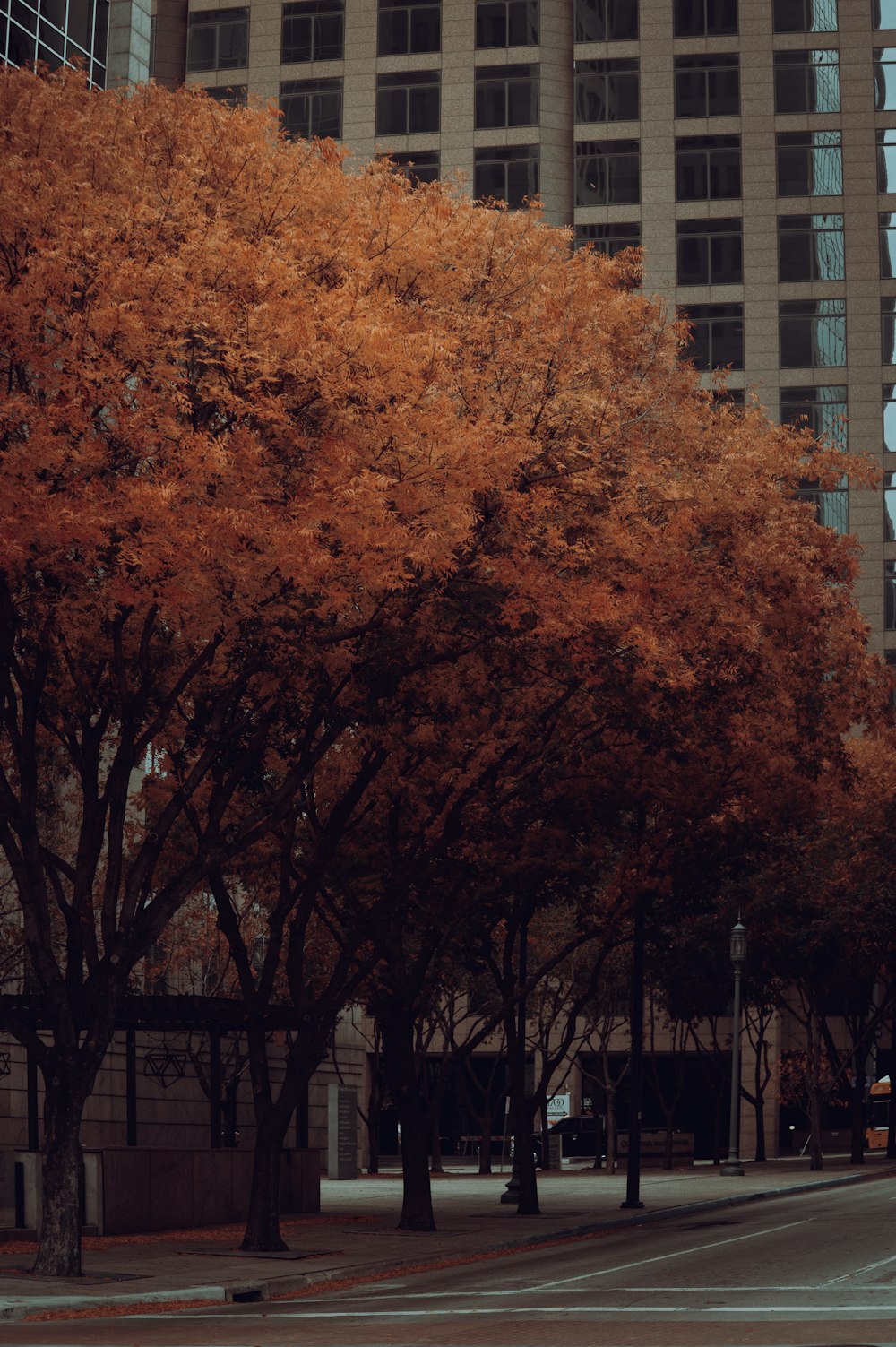 a tree with orange leaves in front of a tall building