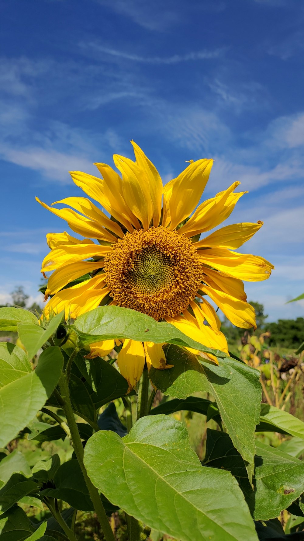 a large sunflower in a field with a blue sky in the background