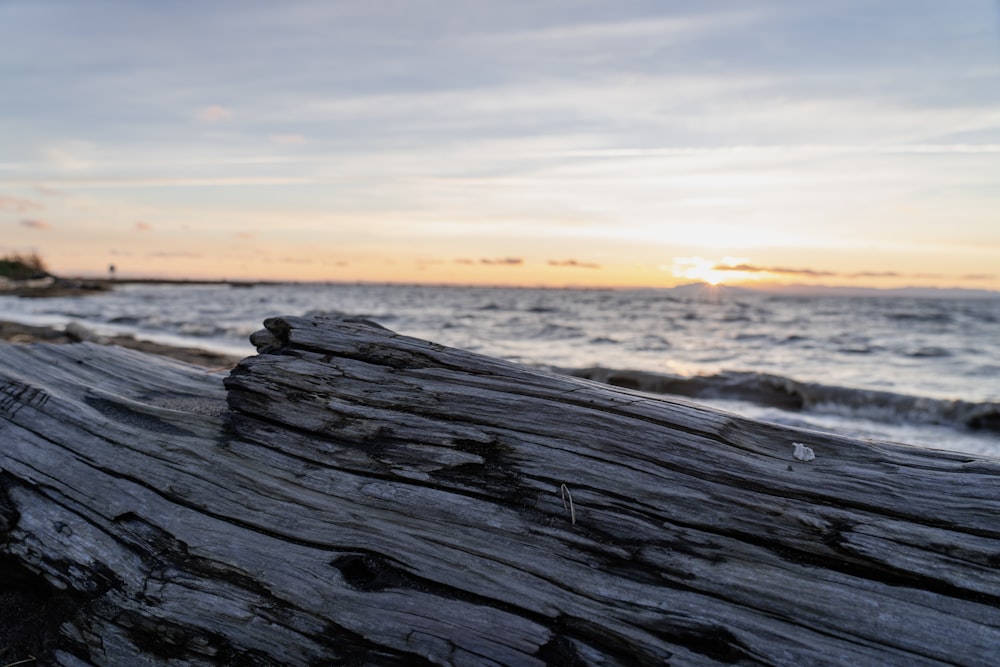 a close up of a piece of wood near the ocean