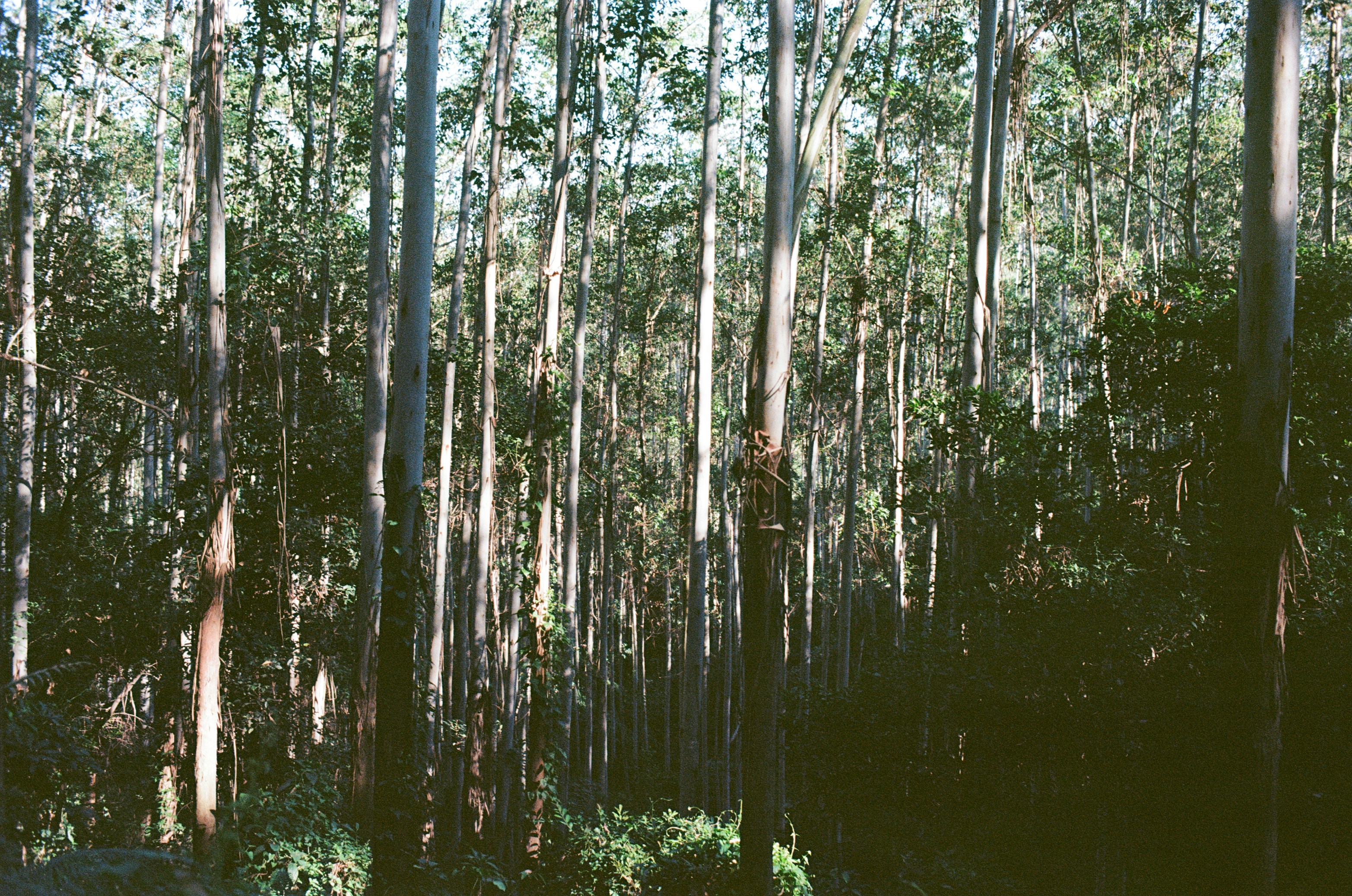 a forest filled with lots of tall trees