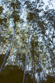 a group of tall trees standing next to each other