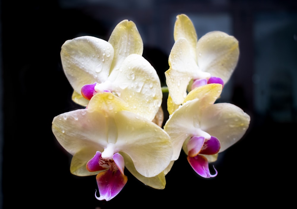 eine Nahaufnahme einer Blume mit Wassertröpfchen darauf