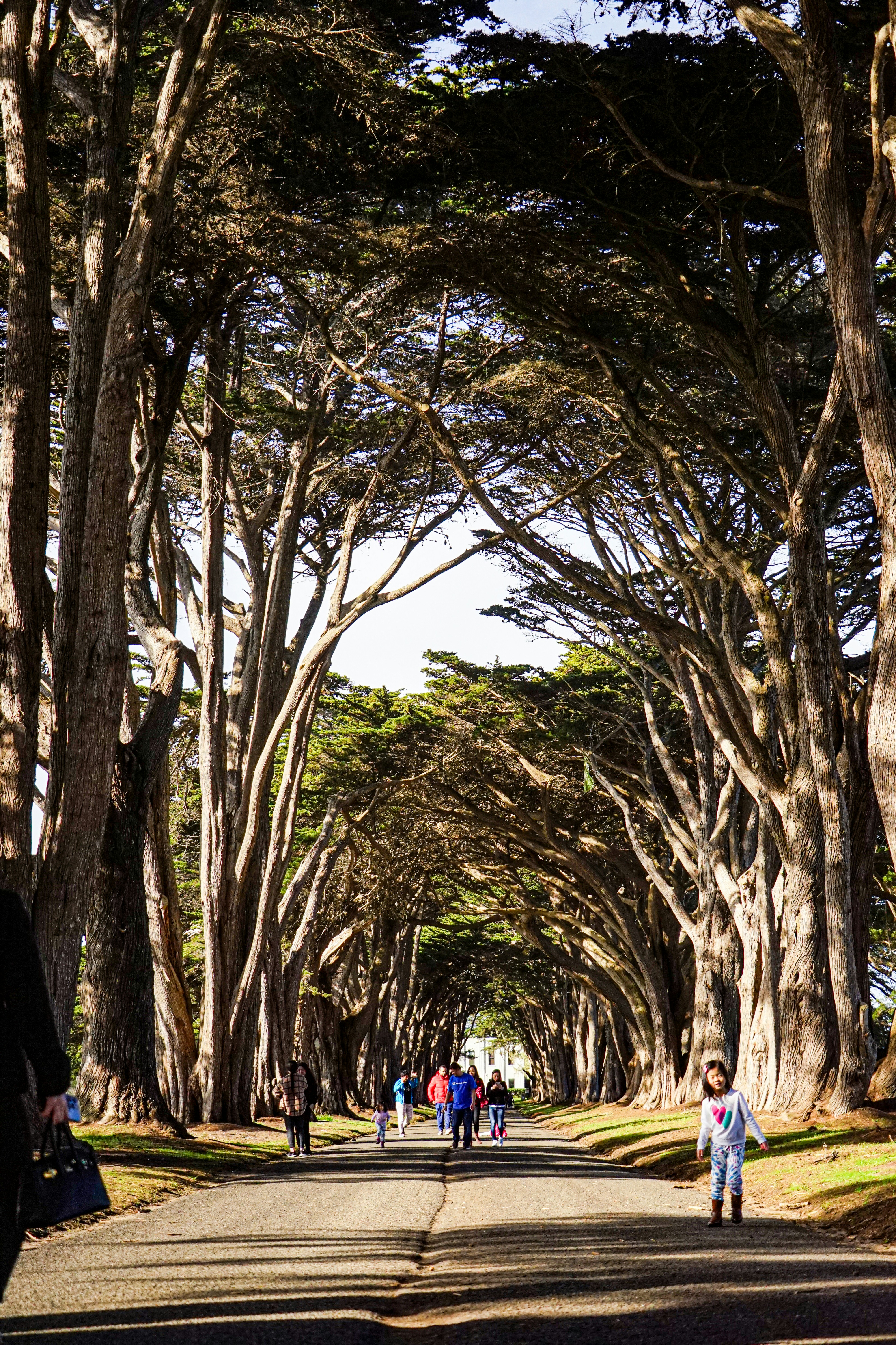 a group of people walking down a tree lined road