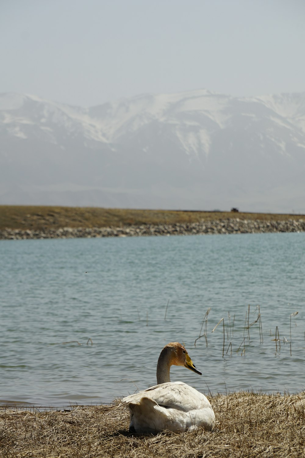 a white swan sitting on the shore of a lake