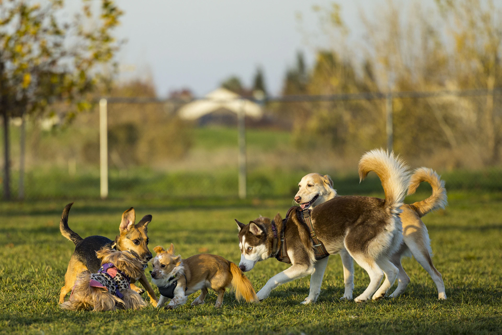 a group of dogs playing with each other in a field