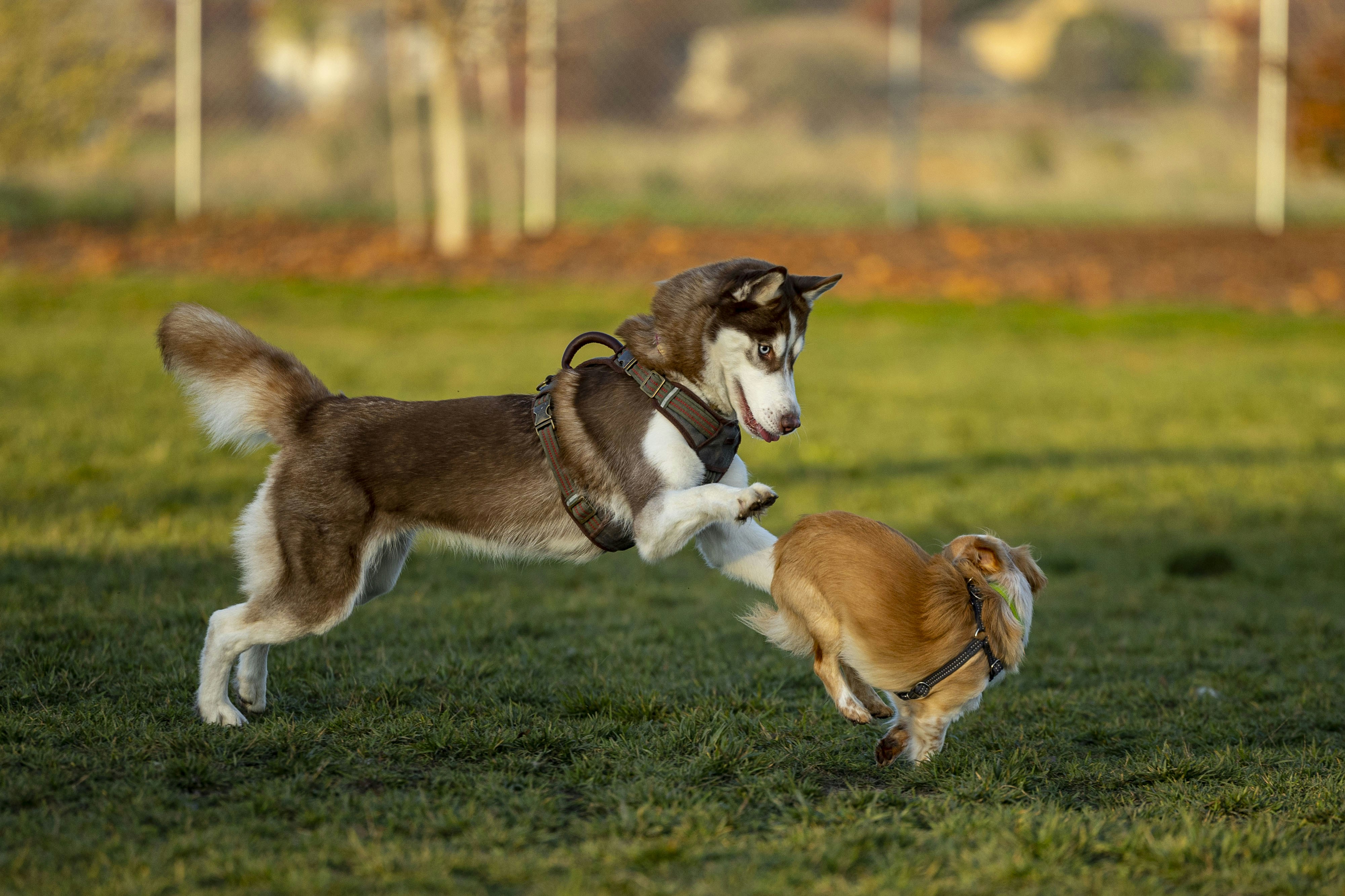 Photo by leo_visions_