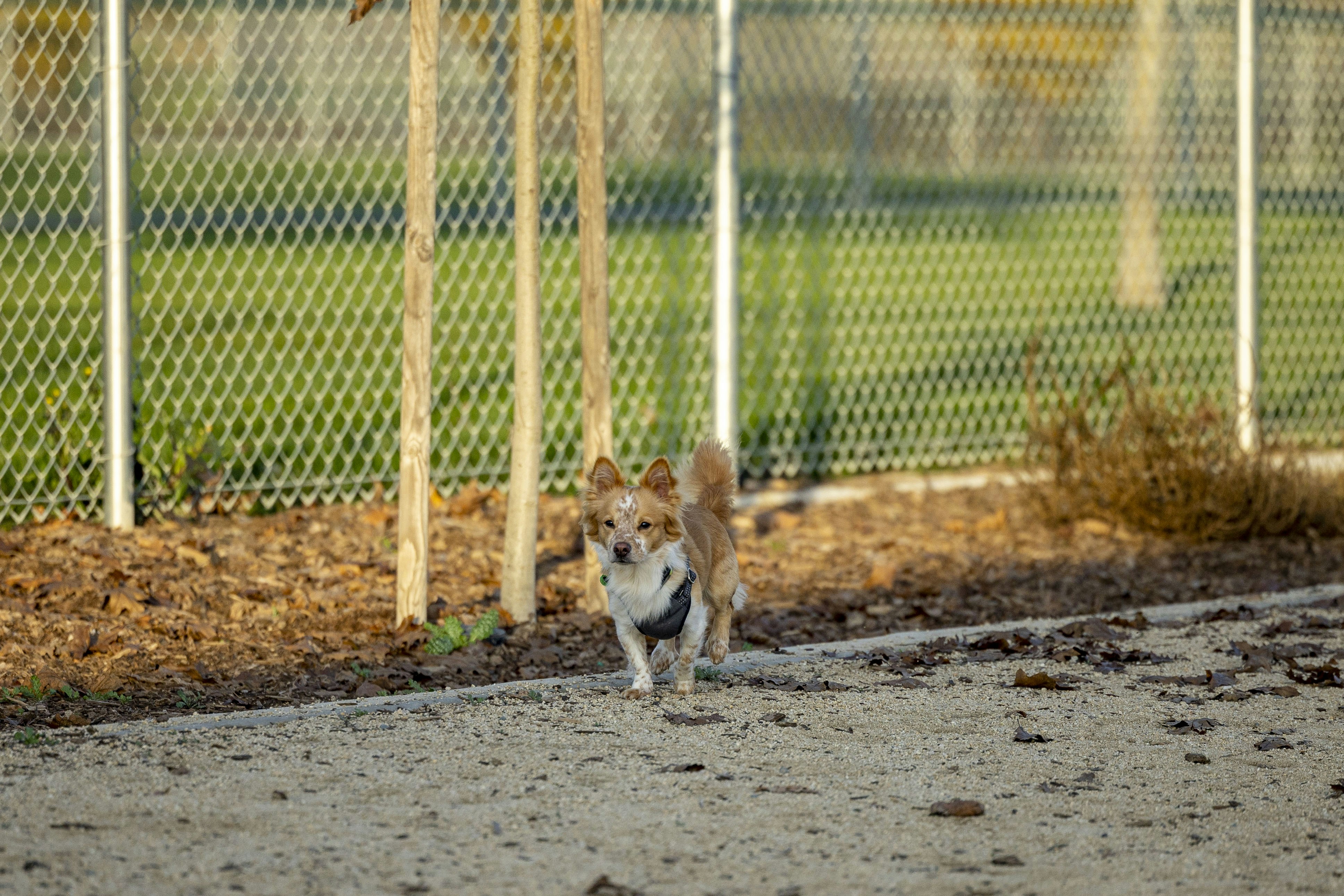 Private dog park with fencing and play equipment - dog parks in river north chicago