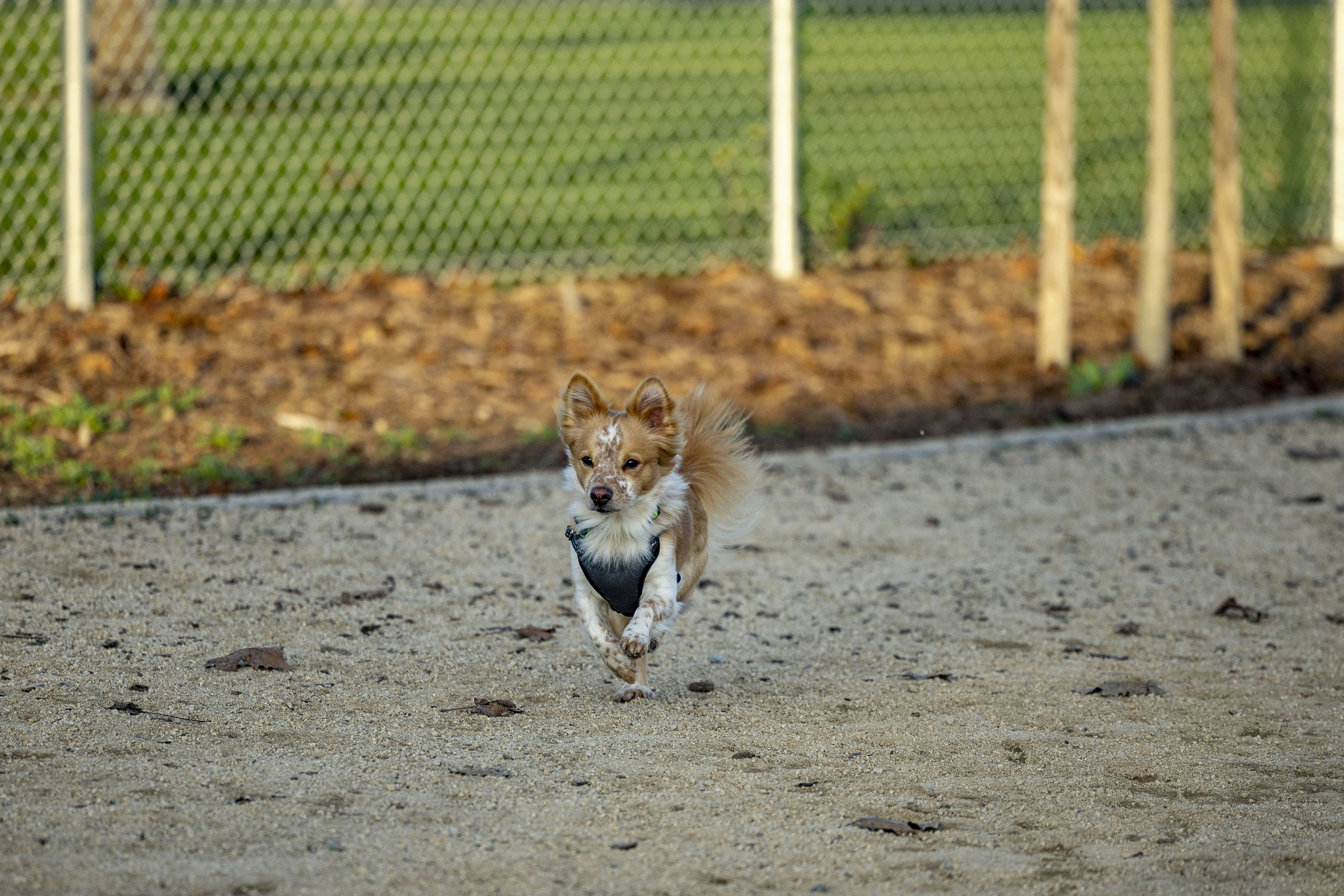 Keep Your Dog Active and Healthy