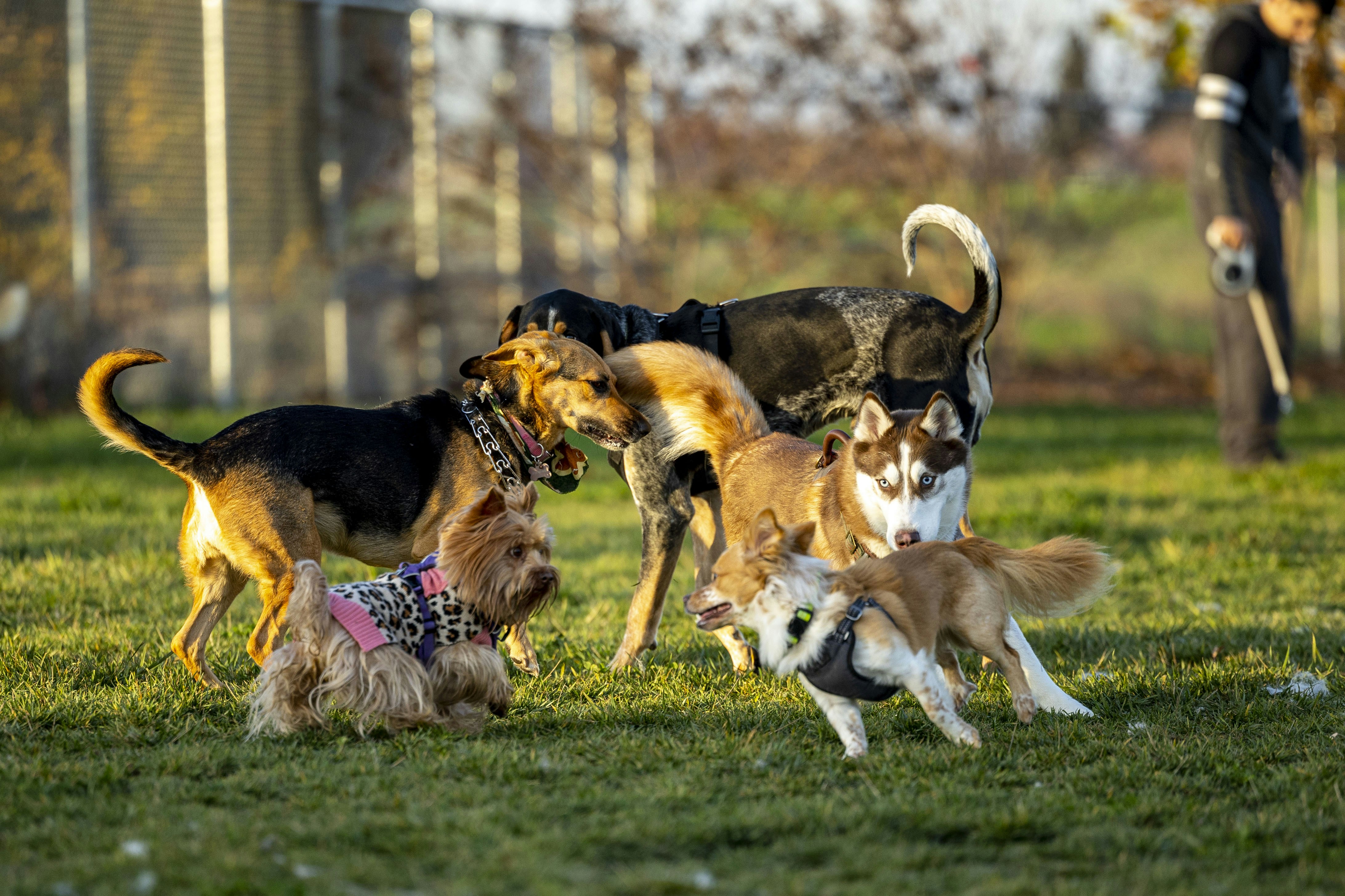 Dog training class with multiple dogs and owners