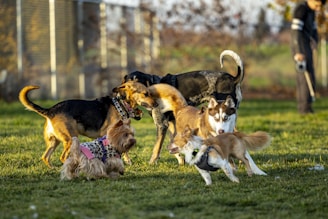 a group of dogs standing on top of a lush green field