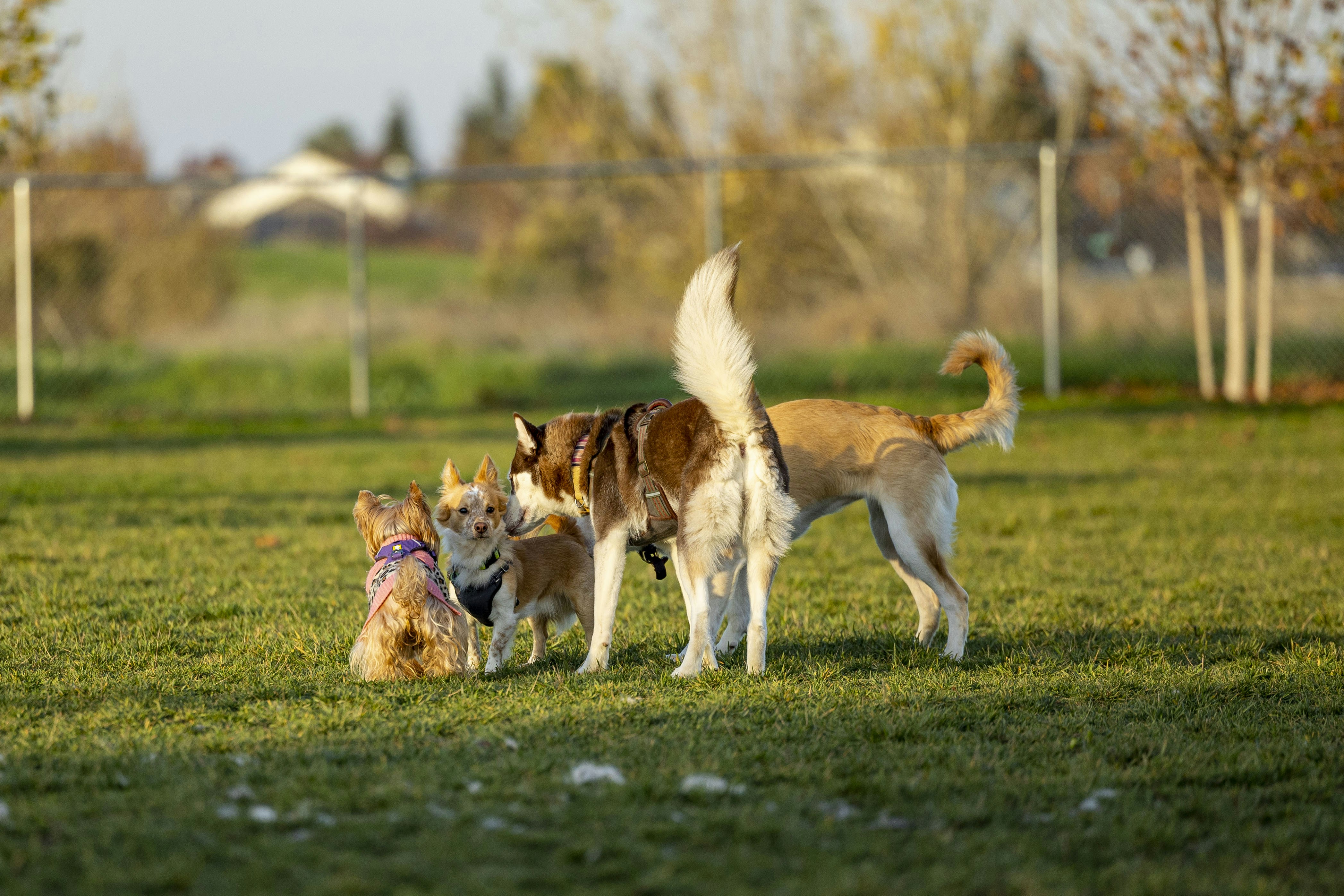 A family enjoying time with a Boston Terrier and French Bulldog