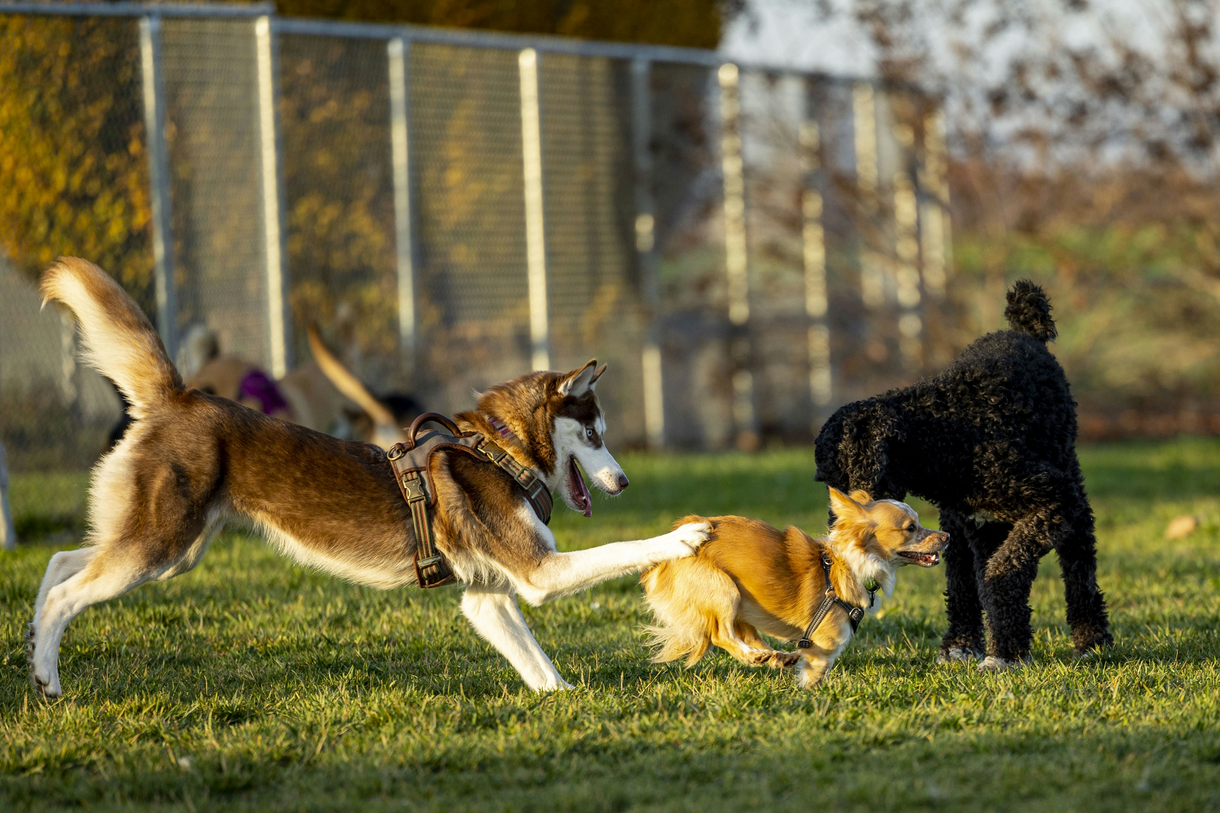Feeding as a Behavioral Reinforcement Tool