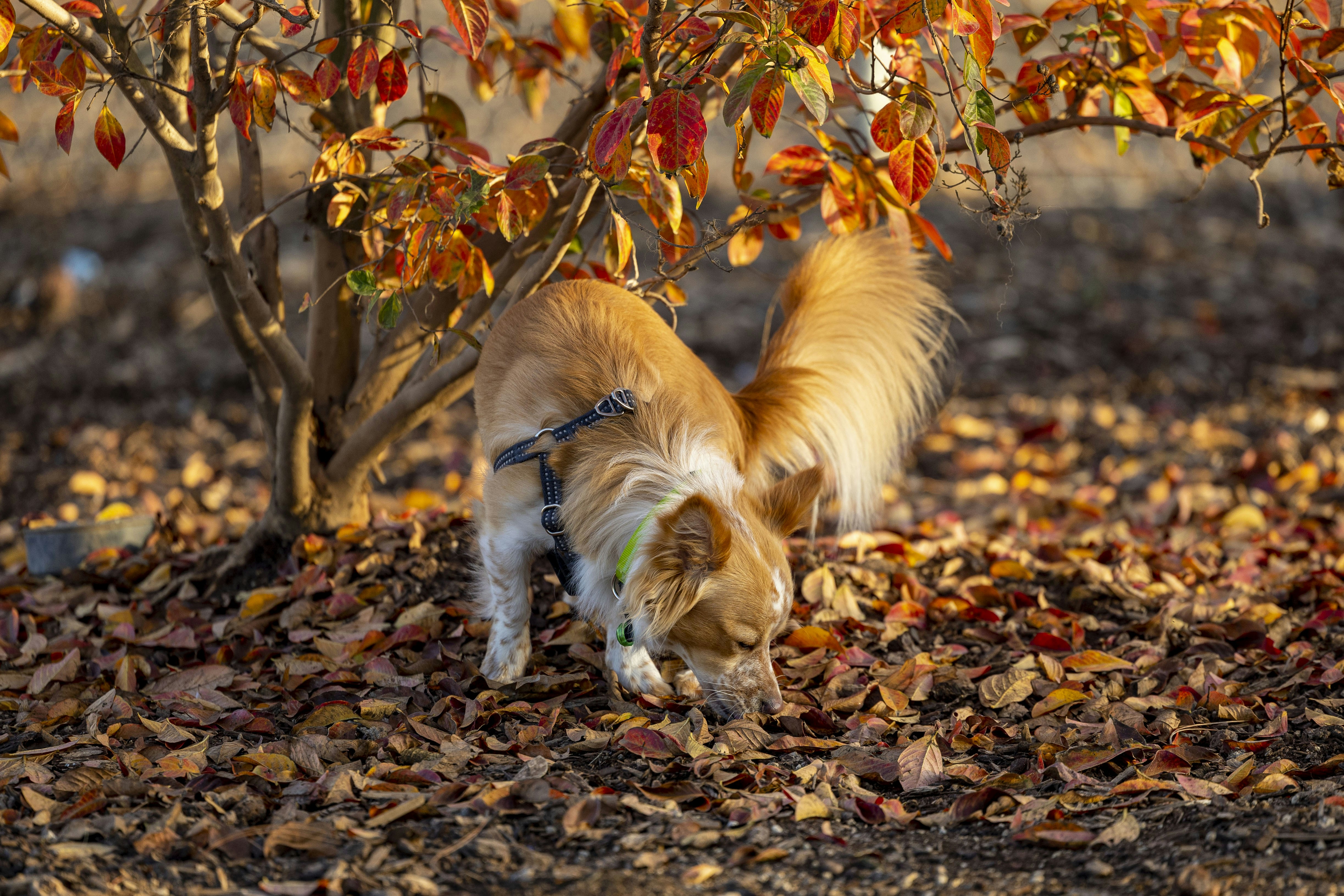 A vibrant red golden retriever puppy frolicking outside