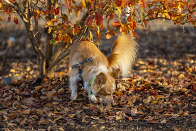 a brown and white dog sniffing a tree