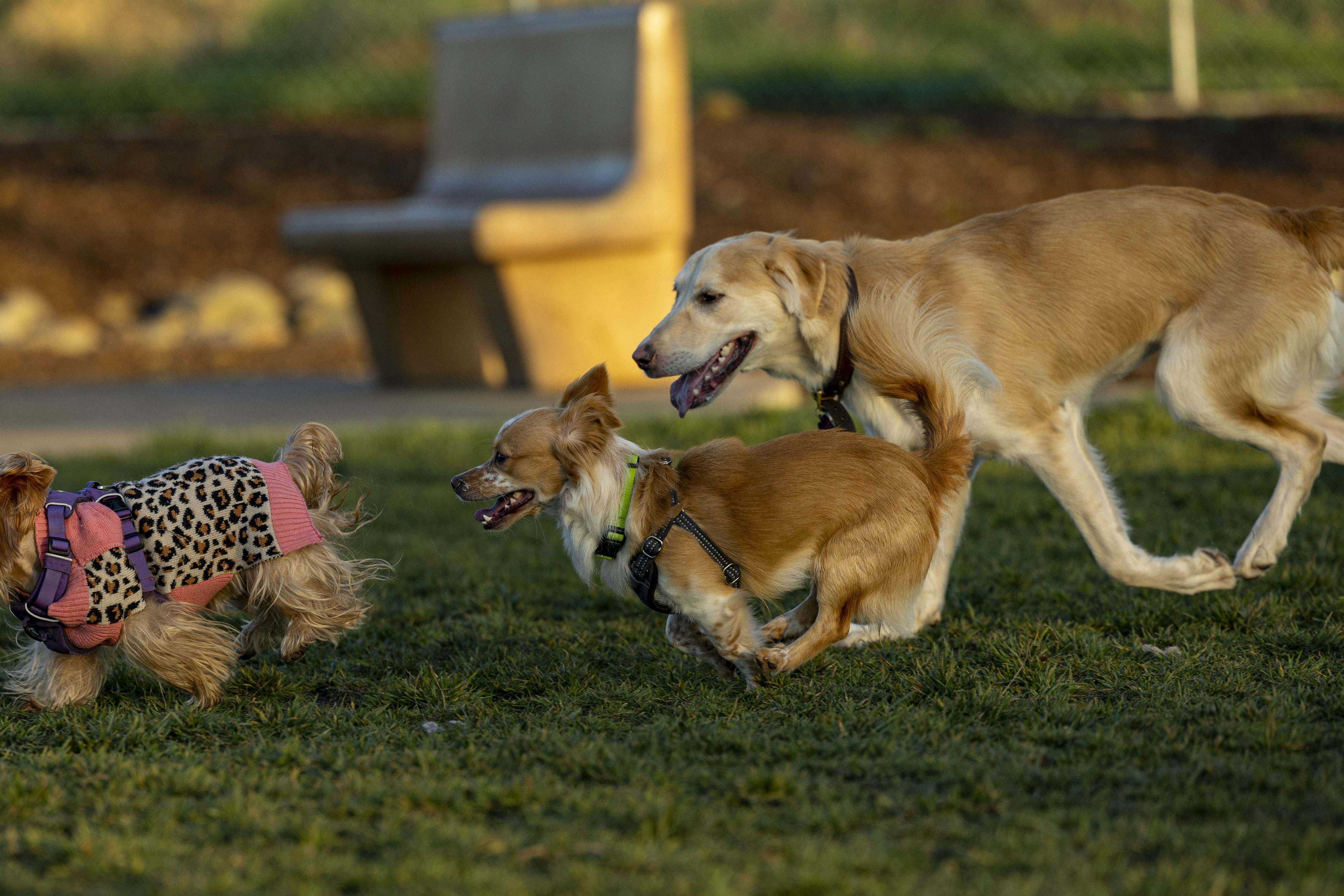 Family welcoming a new dog