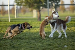 two dogs playing with each other in the grass