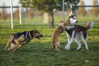 two dogs playing with each other in the grass