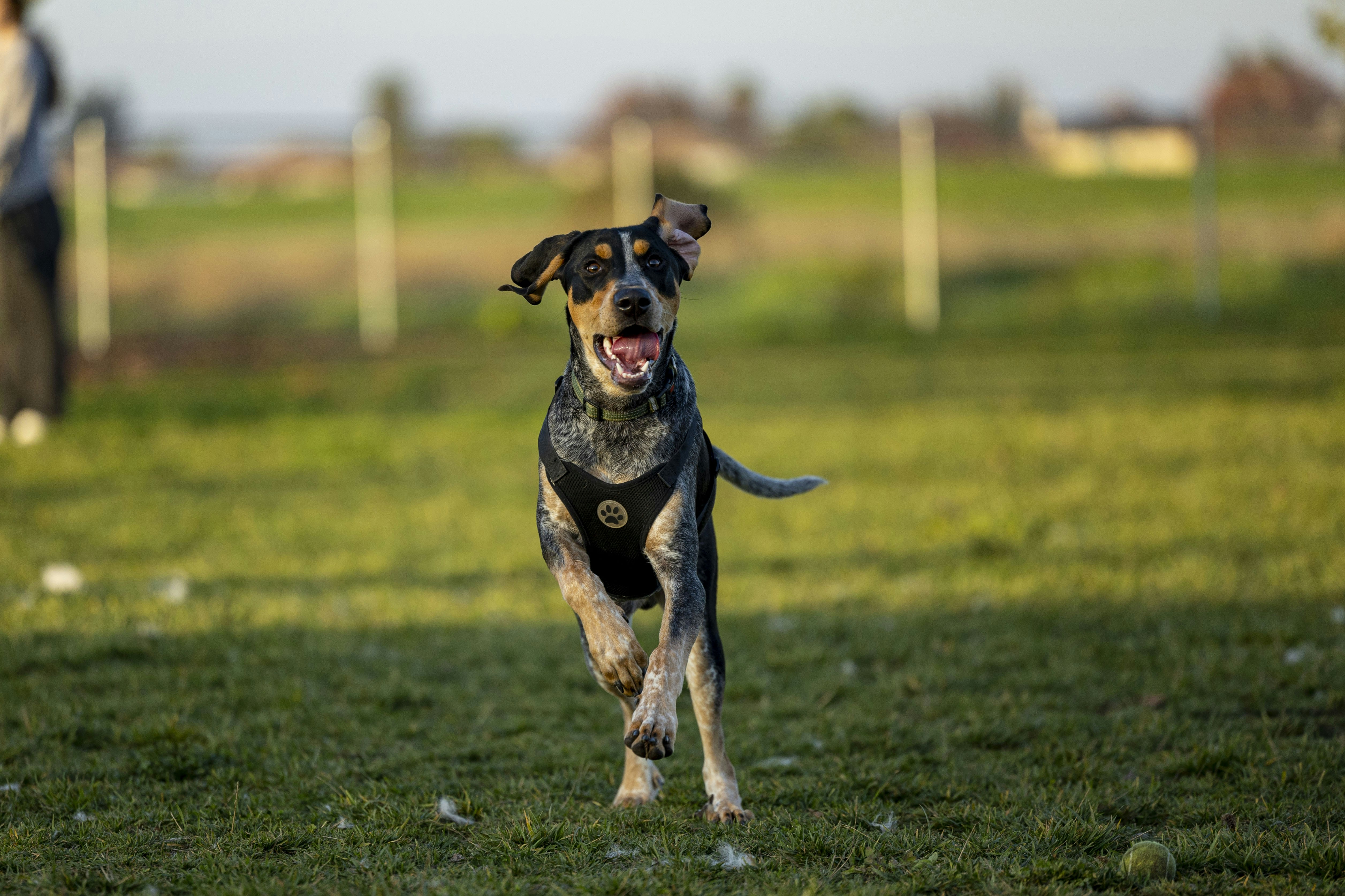 a dog running in a field with a frisbee in its mouth