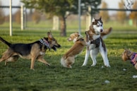 A group of pets enjoying a playdate in a fenced area.