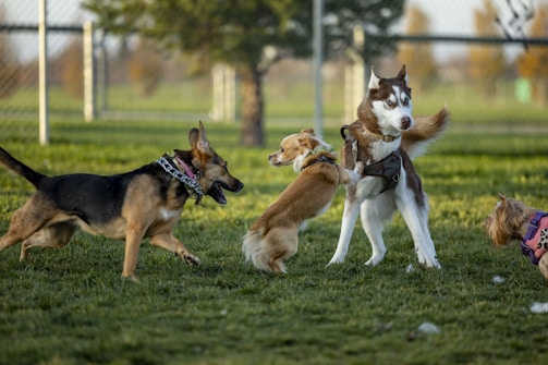 Four dogs are interacting and playing on a grassy field within a fenced area. A German Shepherd mix, a small tan dog, a Siberian Husky, and a Yorkshire Terrier can be seen actively engaging with one another. The background includes a tree and part of the fence is visible.