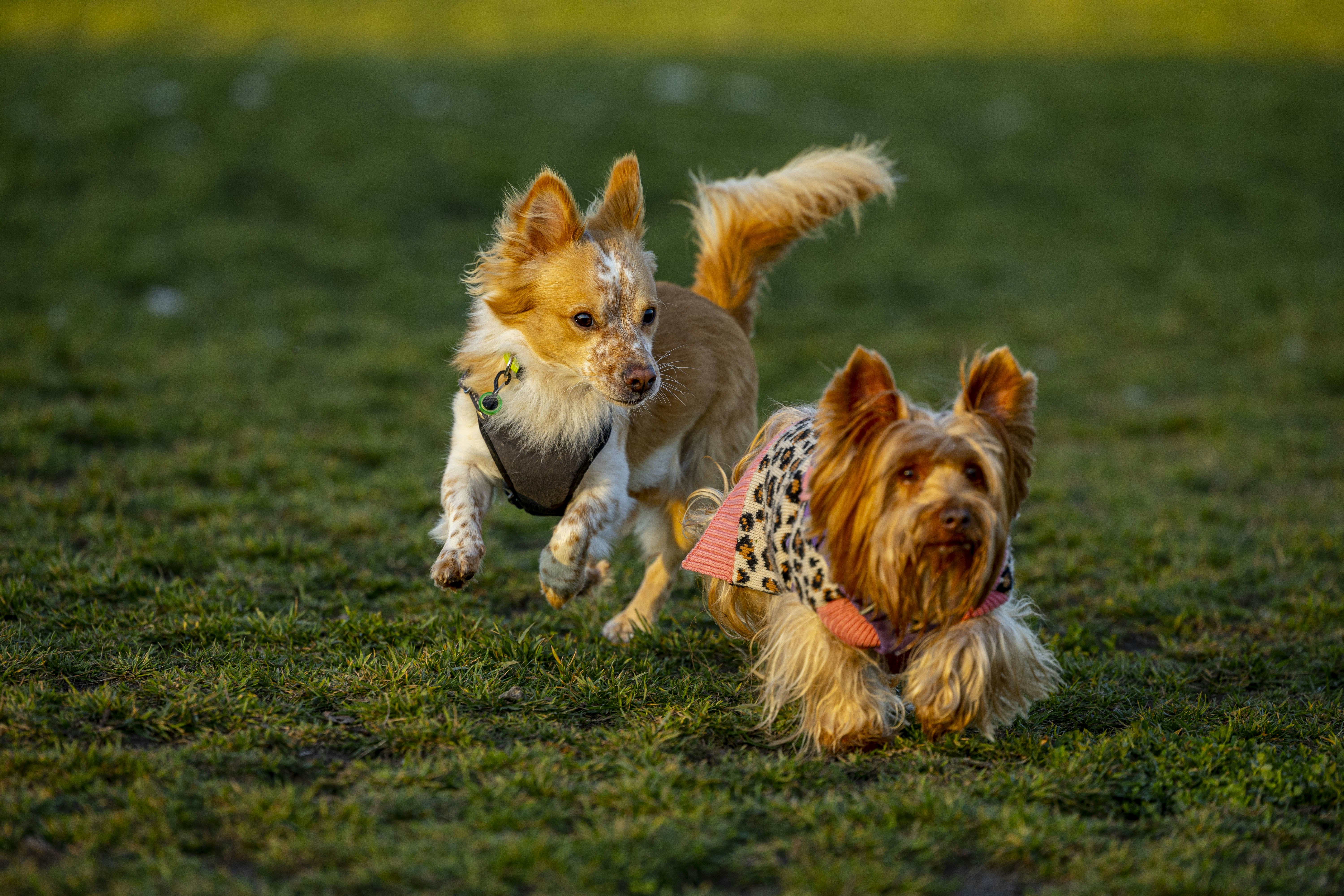 Boost Your Dog’s Activity & Skin Health with Queva’s Smart Tracker