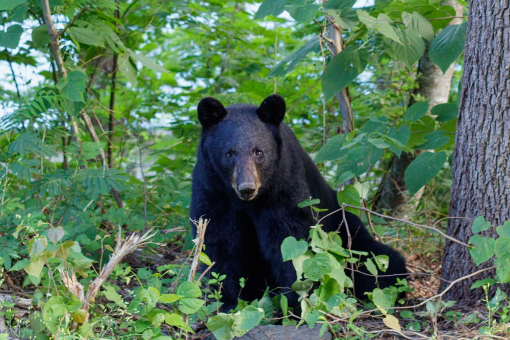 a black bear sitting in the woods next to a tree