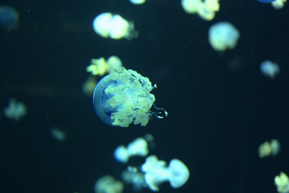 a group of jellyfish swimming in an aquarium