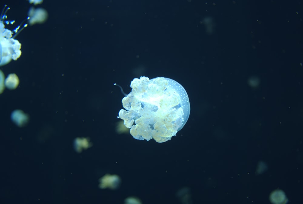 a group of jellyfish floating in the water