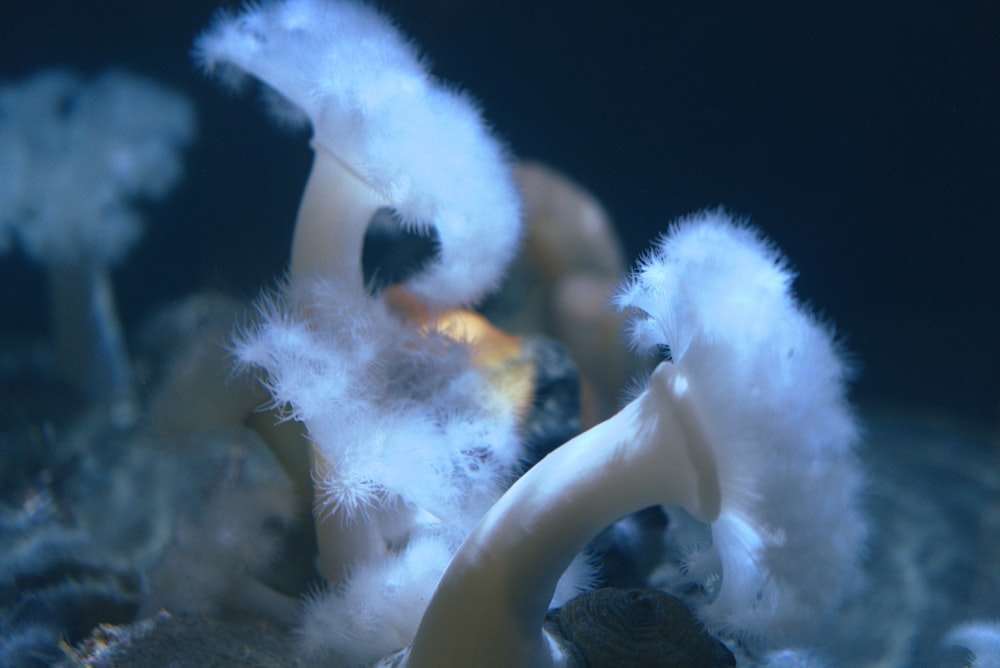 a group of white feathers floating on top of water