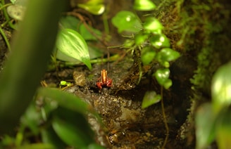 A cheerful frog wearing a tiny backpack, sitting on a mossy rock beside a sparkling stream, ready for an adventure.