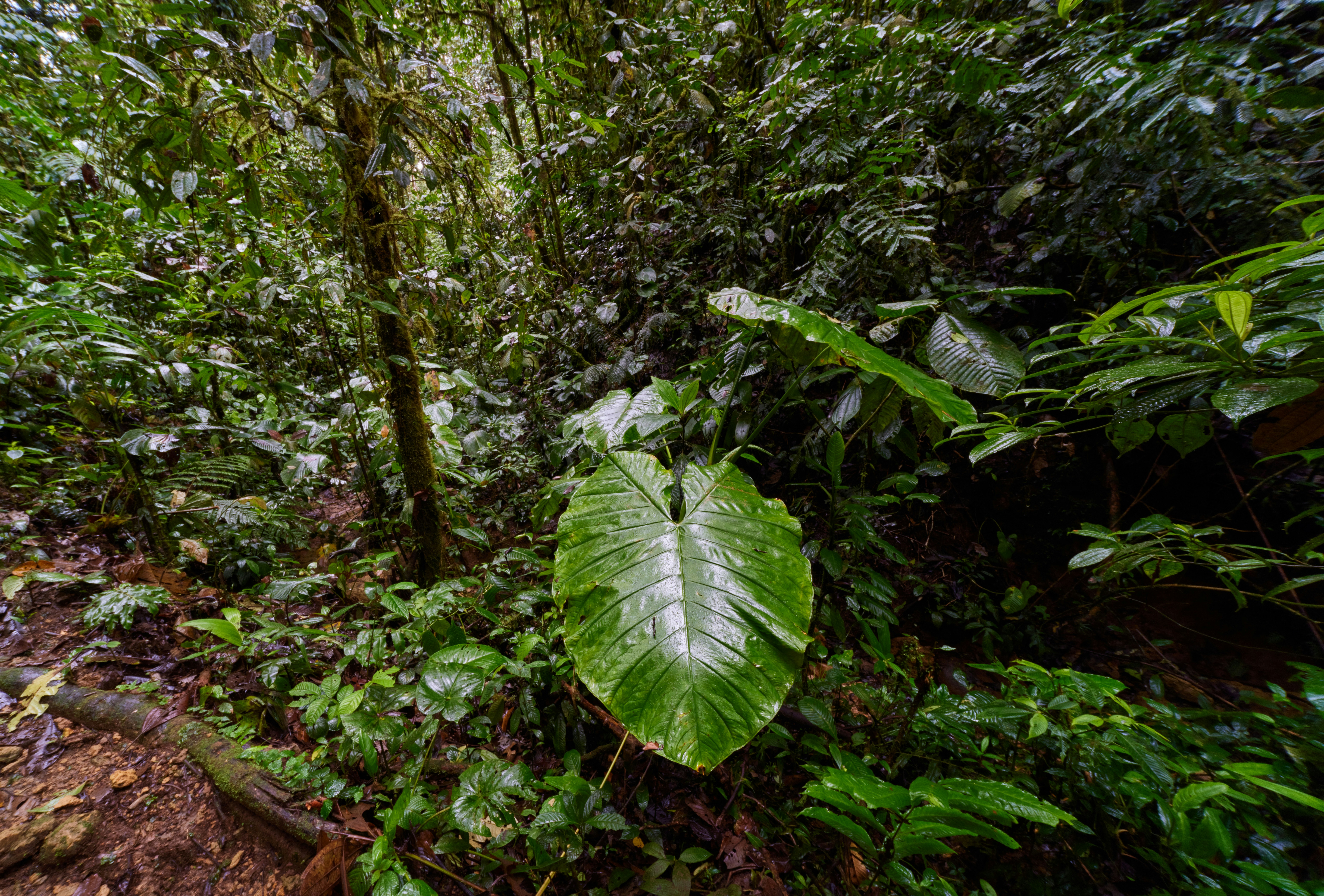 a lush green forest filled with lots of trees