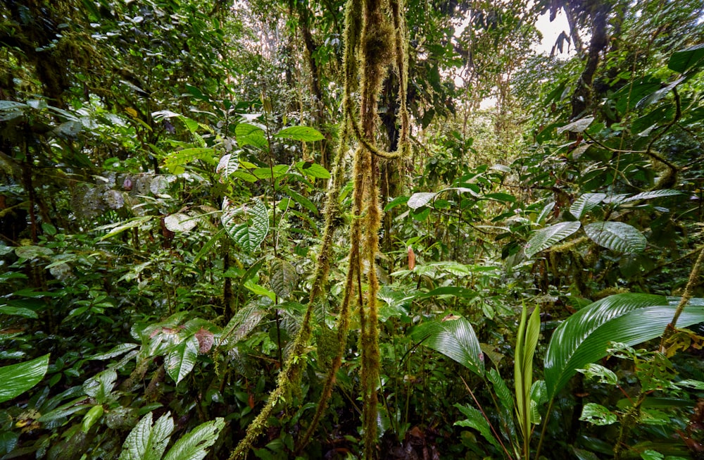 a lush green forest filled with lots of trees