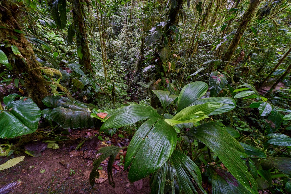 a lush green forest filled with lots of trees