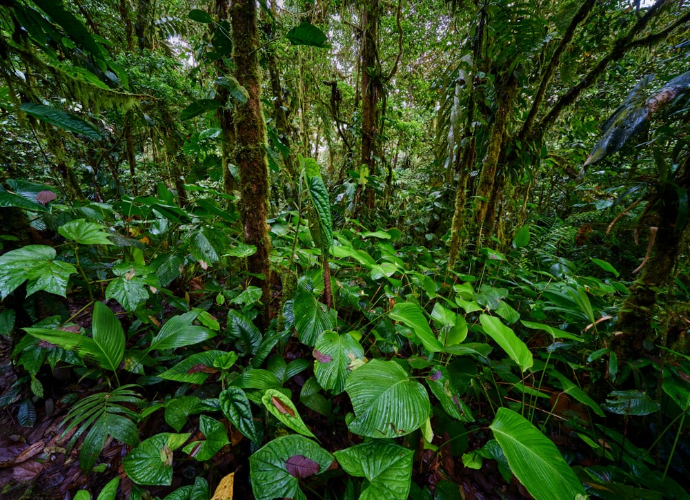 a lush green forest filled with lots of leaves